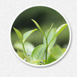 500g Weißer Tee Jujube Aroma Tee Natürlicher Weißer Tee Bulk Gaoshan Pfingstrose