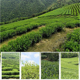 Rich Milk Arom Taiwan Ali Mountain Tea Premium Jin Xuan Oolong Tea Ideal Gift