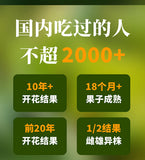 Yunnan Parana Pine Nuts – Hand-Picked Jumbo Shelled