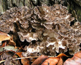 500g Getrockneter Maitake Pilz – Natürlicher Lebensmittel Pilz für Kochzwecke