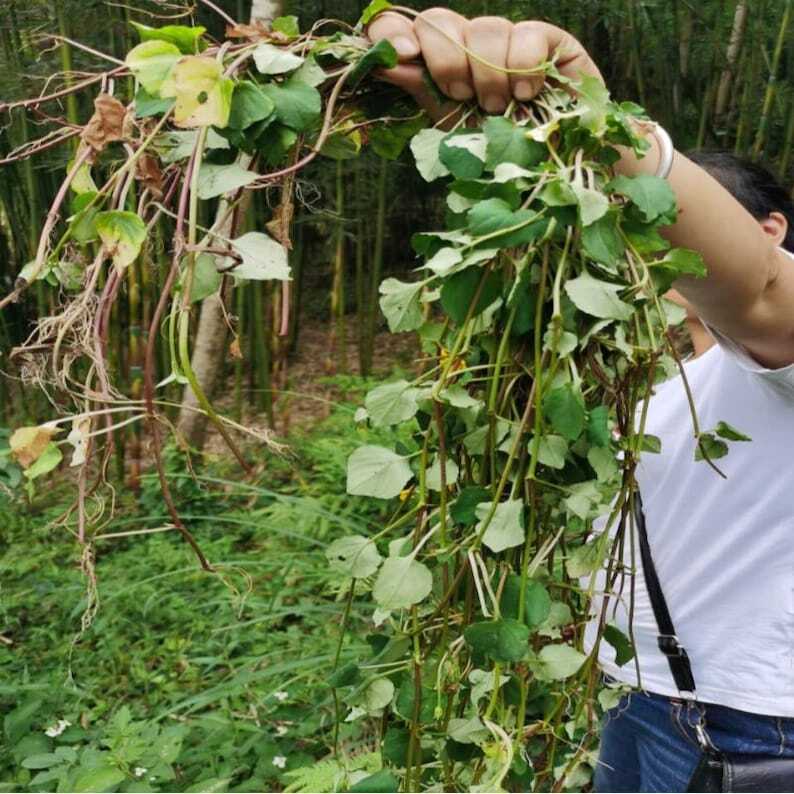 Lysimachia christinae Hance Jin Qian Cao Organic Dried Herba Lysimachiae