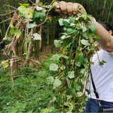 Lysimachia christinae Hance Jin Qian Cao Organic Dried Herba Lysimachiae