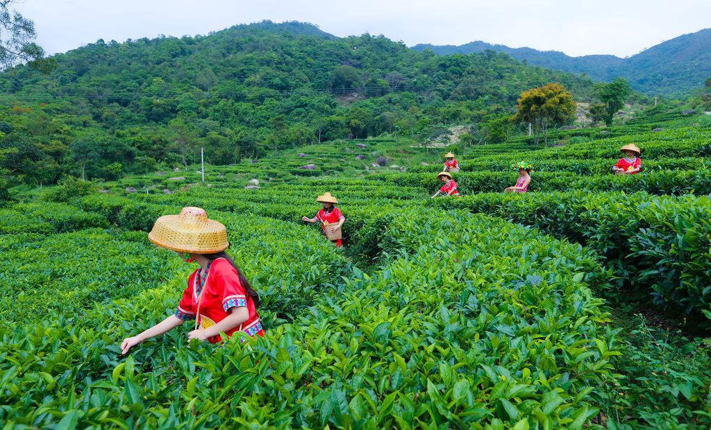 Tea Wuyishan Paulownia off Jinjunmei Red Tea Bulk Healthy Drink Green Food 250g