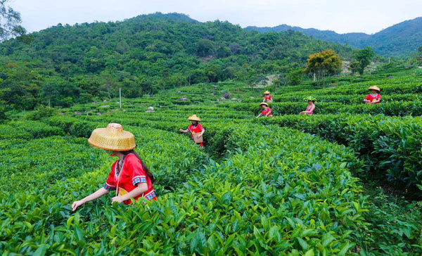 Tea Wuyishan Paulownia off Jinjunmei Red Tea Bulk Healthy Drink Green Food 250g