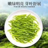 2025 Premium Bi Luo Chun Green Tea Ming Qian First Pick High Mountain