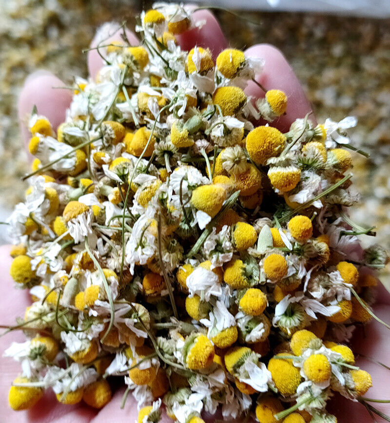 Chamomile new chamomile dried flowers chamomile petals froth flowers crushed