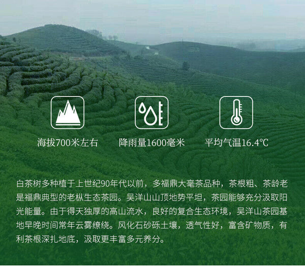 350g Fuding White Tea Panxi Gongmei Shoumei Gaoshan Sunshine Old White Tea Cake