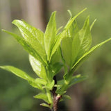 Organic Dried Folium Eucommia Tea Eucommia Ulmoides Oliv Tea Eucommia leaf Tea