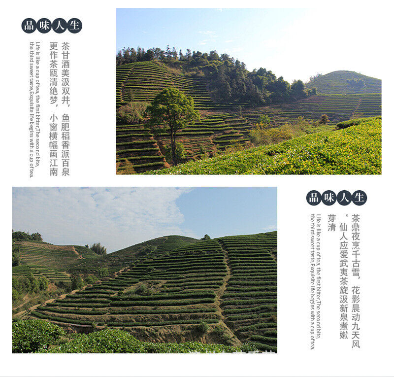 Taiwan High Mountain Tea Frozen Top Oolong Golden Day Oolong Tea 150g Pack