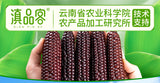 Purple Glutinous Corn Gift Box – Yunnan Specialty Sweet & Soft Corn