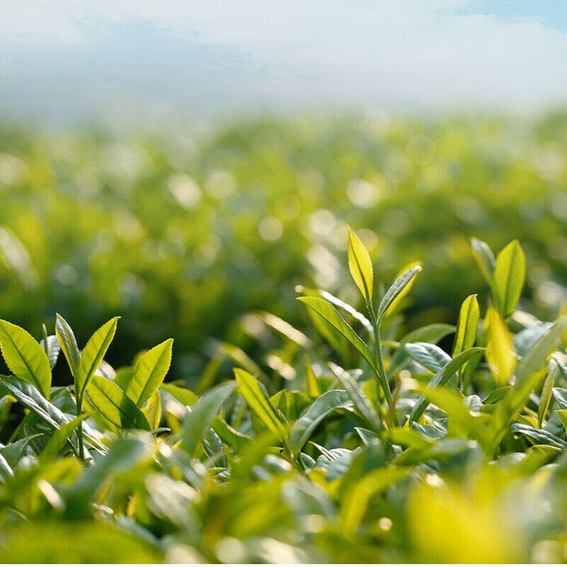 八马茶叶 烘青茶茉莉花茶 绿茶 清香型 花香馥郁 Bama Chaye Jasmine Tea Green Tea Aromatic Herbal Tea