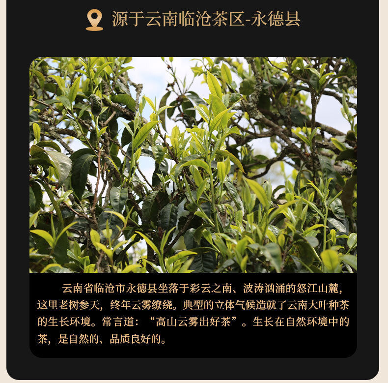 Puerh Ripe Tea Golden Bud Palace Sevenseed Cake Aged Aroma Ripe Pu Tea Cake 357g
