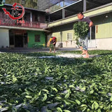 New Fresh Tea Taiwan High Mountain Jasmine Oolong Tea 250g Good Green Tea