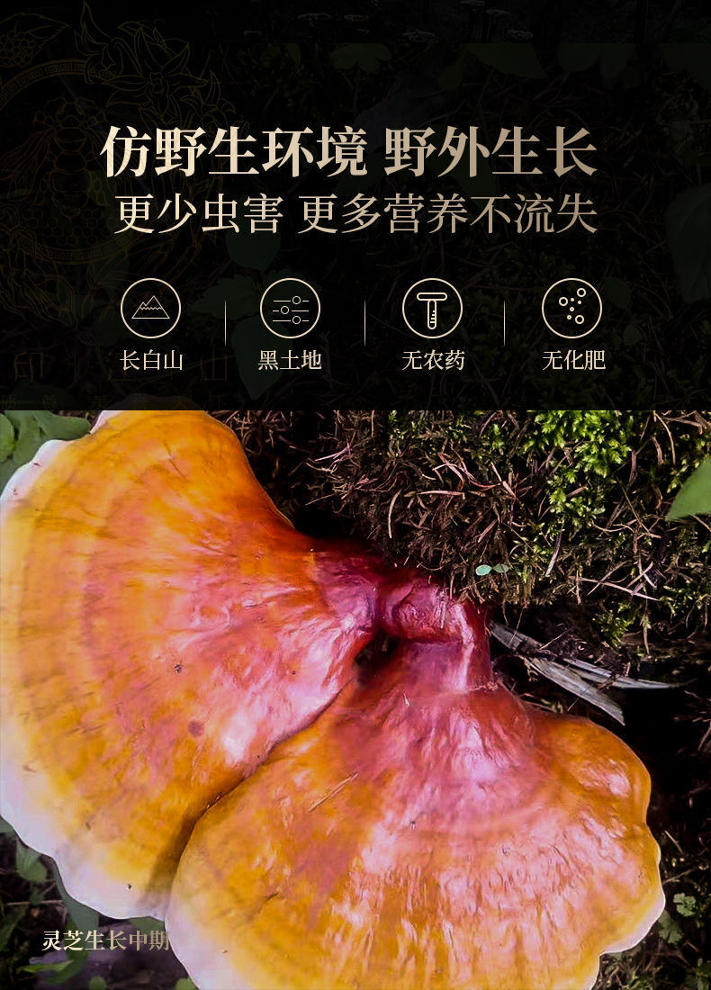 Ganoderma Lucidum Tablets In Tea and Soup Changbaishan Wildlife Infusion Tea