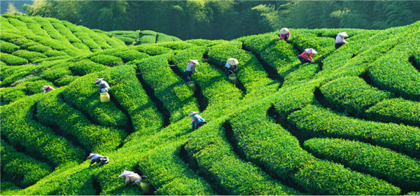 Factory Outlet Gesundheit Oolong Tee Tikuanyin Anxi Tie Guan Yin grüner Tee 50g茶