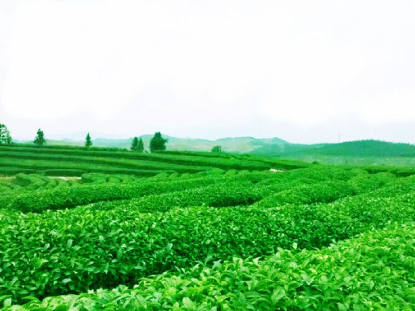 Anxi Tie Guan Yin Oolong Tea 250g Chinese Green