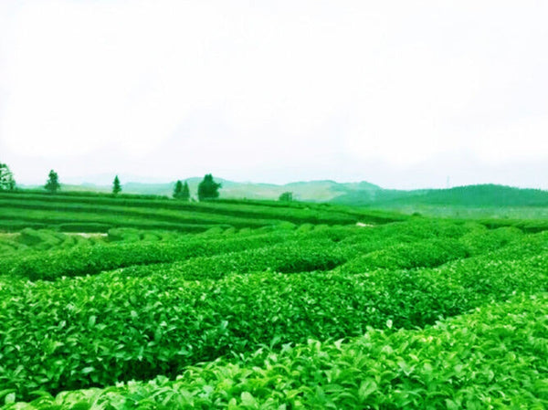 Anxi Tie Guan Yin Oolong Tea 250g Chinese Green