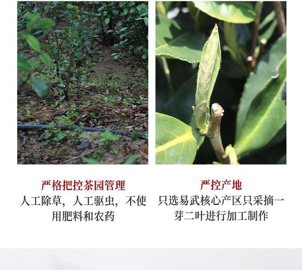 Yunnan Ancient Tree Puerh Tea Raw Tea Golden Melon Tribute Tea Yiwu 500g