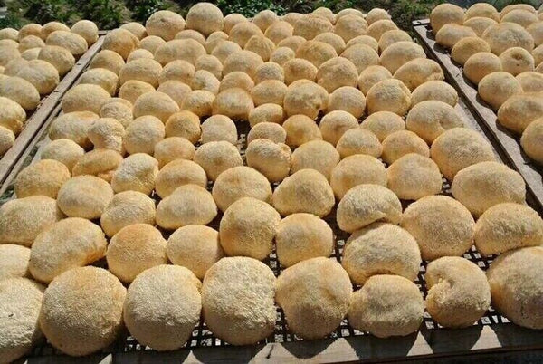 250g Hericium Erinsceus Mushroom Premium Lions Mane Mushroom Chinese Dried Goods