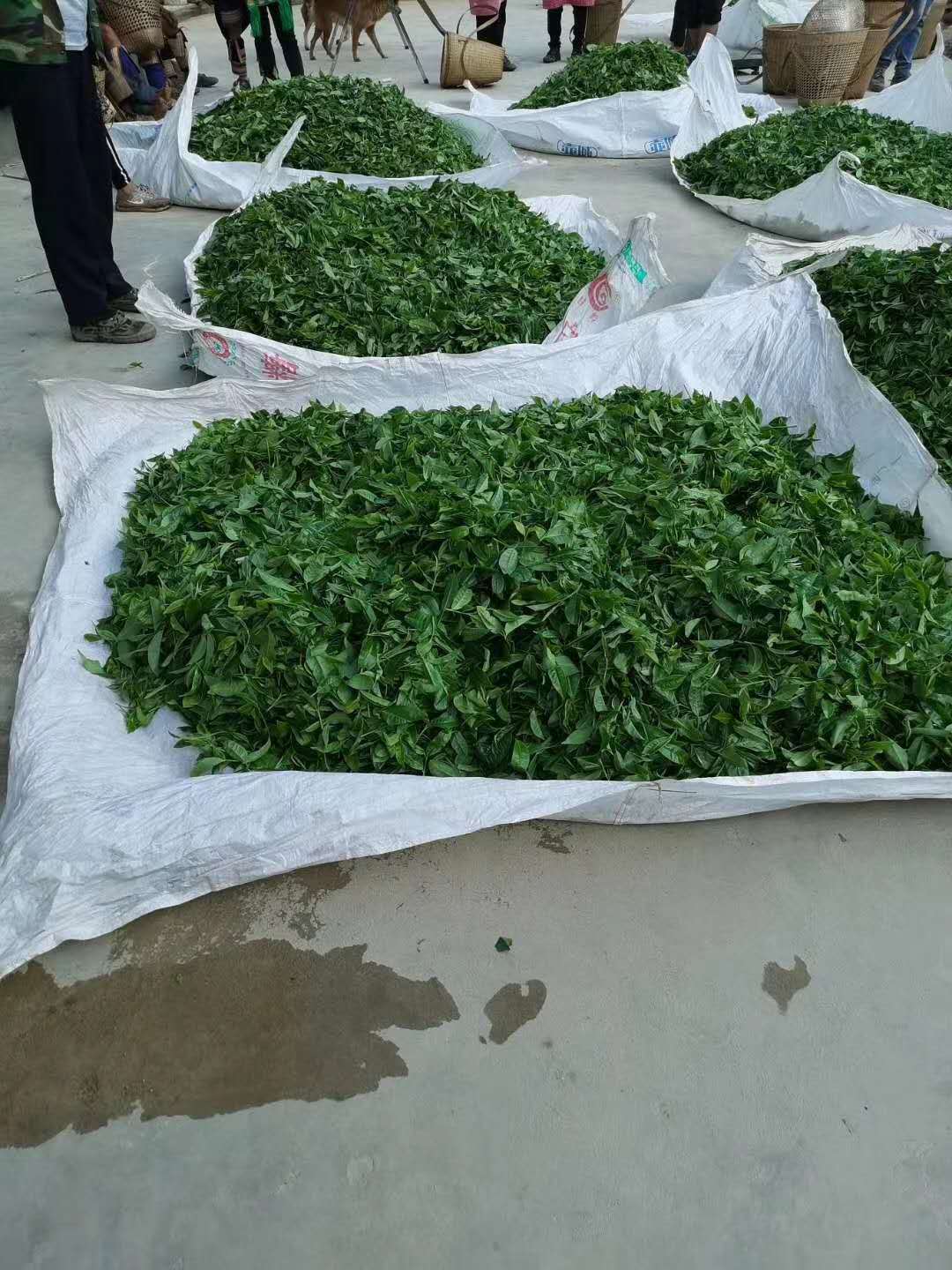 357g Ancient Tree White Moonlight Yunnan Pu'er Tea White Tea Old White Tea Cake Secondary image