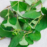 Dried Houttuynia cordata Yu Xing Cao Cordate houttuynia Houttuynia cordata Thunb
