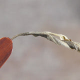 500g Bulk Organic Cha Tea Health  Ancient Tree Top Pu-erh Tea Green Tea