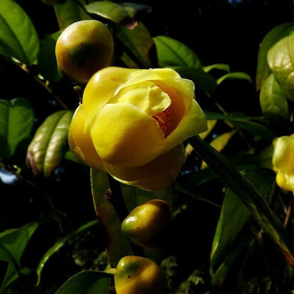 Golden Camellia Authentic Camellia Tea Fangcheng Specialty Flower Tea 3.53oz金花茶