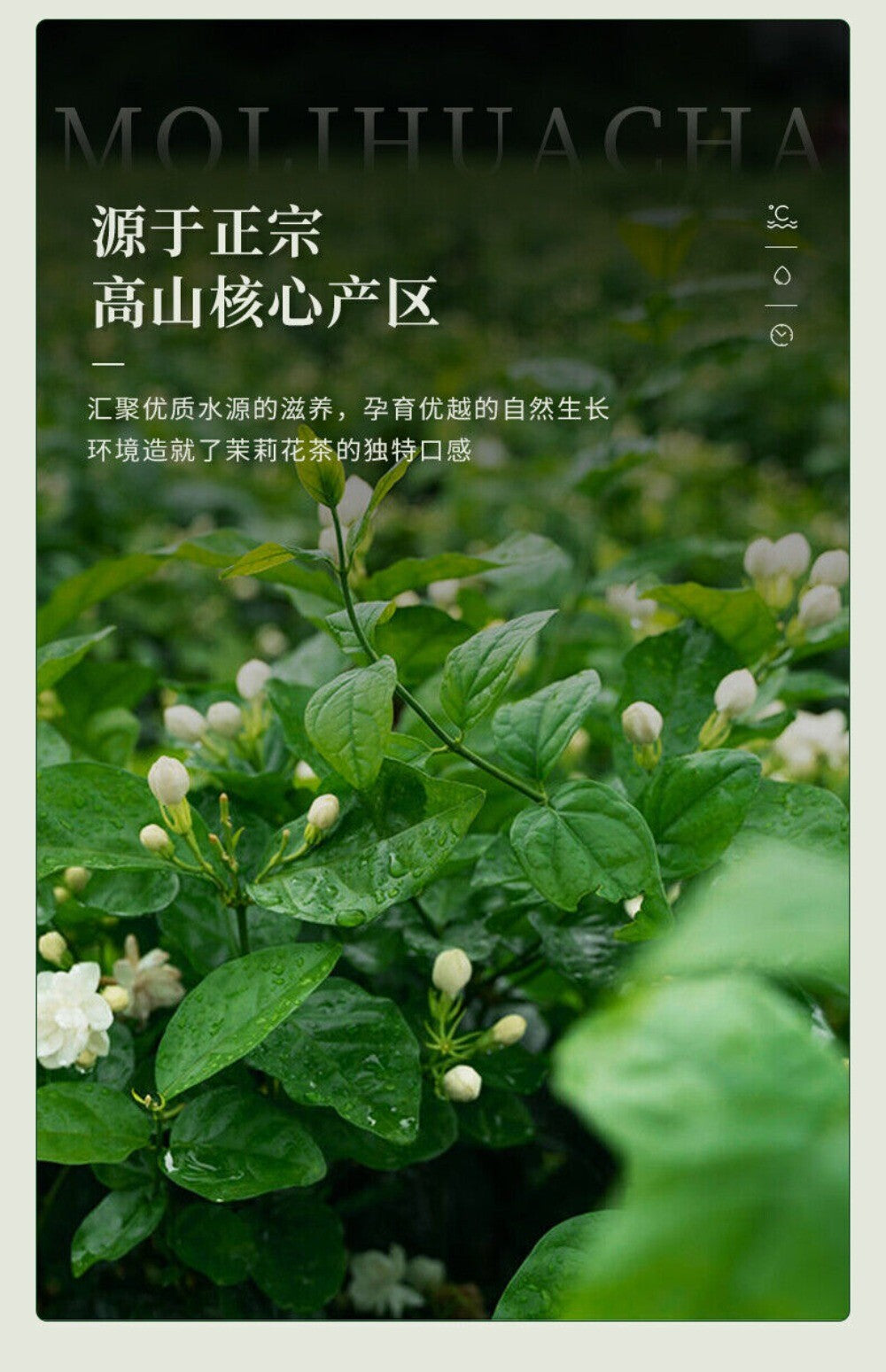 2025 Xinyang Maojian Jasmine Tea 250g Premium Loose Leaf Fragrant