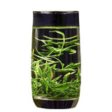 Premium 2025 Ming Qian Bi Luo Chun Green Tea High Mountain Cloud Mist