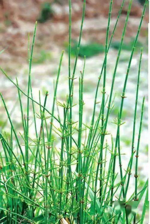 250g Chinese Organic Green Tea Mohuang Herbal Flower Tea Muhuang Herb Floral Tea