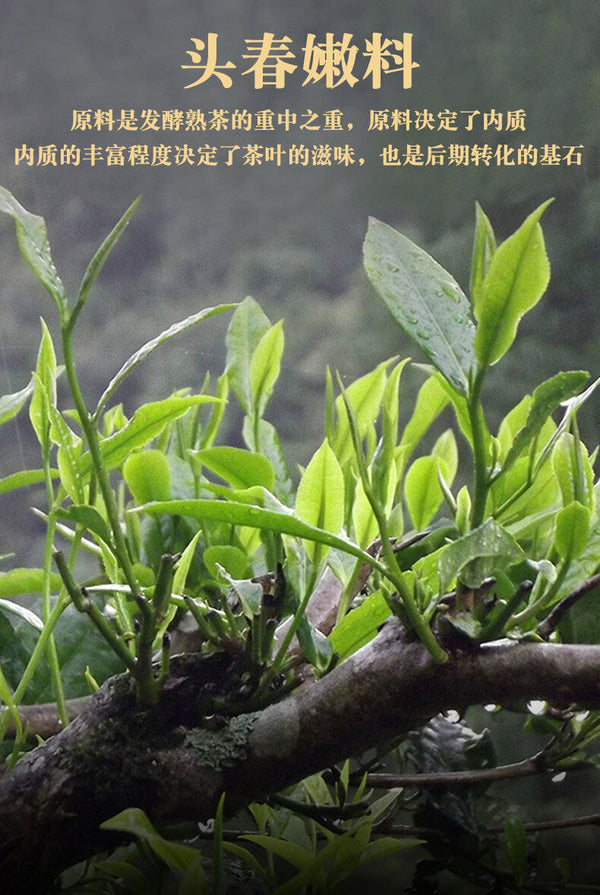 Pu'er Tea Cake Yunnan Qizi Cake Tea Aged Pu'er Banzhang Ancient Tree Ripe Tea