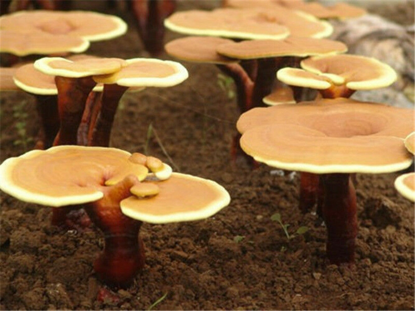 Wild Ganoderma Lucidum Tea 500g Reishi Spore Powder Chinese Herbal Premium