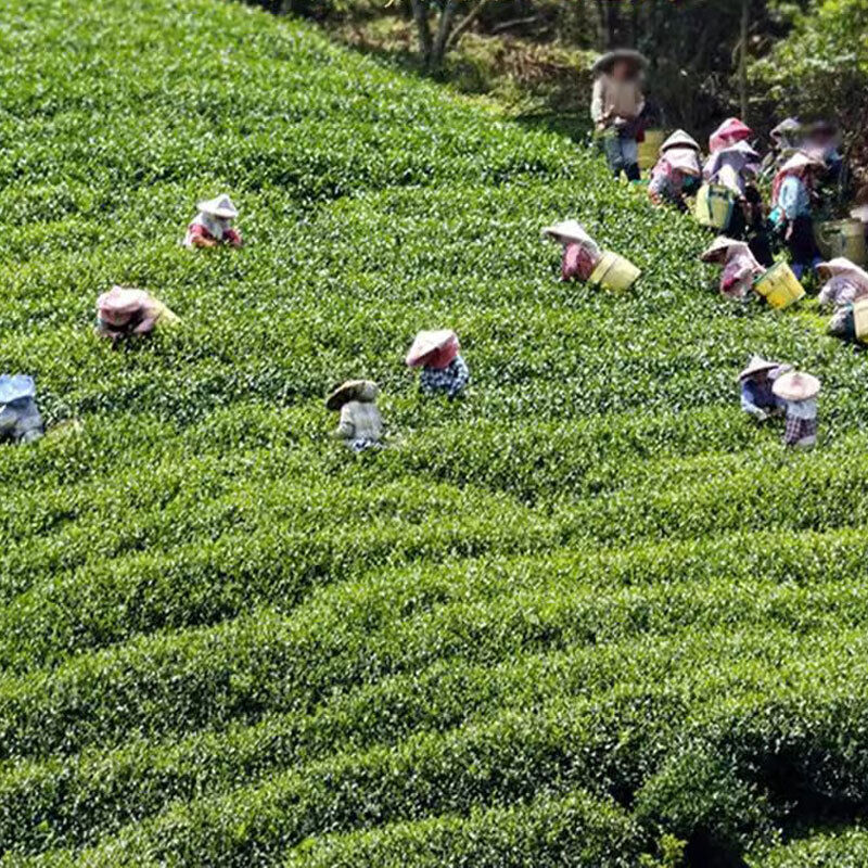 Milk Oolong Tea Premium Loose Leaf  Tea  Natural Taiwan Jin Xuan