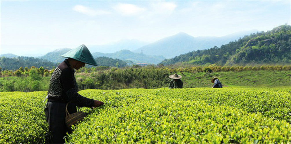Premium Quality 100g West Lake Spring Longjing Green Tea Dragon Well Long Jing