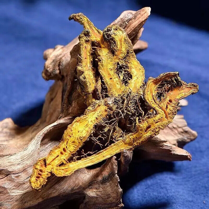 YELLOW DOCK HERB 250GR ORGANIC HERB HERBAL TEA PREMIUM PAIN HEADACHE RELEAF