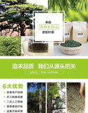 Premium Changbai Mountain Pine Needle Tea 250g High Altitude Fresh Dried Herbal