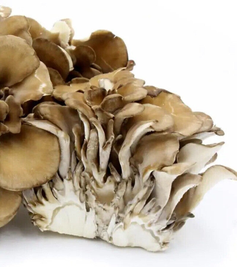 500g Getrockneter Maitake Pilz – Natürlicher Lebensmittel Pilz für Kochzwecke