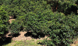 100g  Puerh Tuo Cha Yunnan Raw Pu-Erh Tea Organic Ancient Trees Puer Green Tea