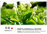 Classic jasmine fresh and light herbal tea jasmine tea 17.6 oz