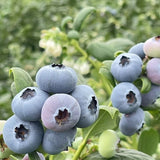 Wild Blueberry Powder Pure Natural Superfood for Baking Smoothies Meal Premium