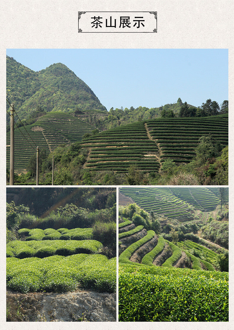 Zhengyan Rougui Medium Roast Northern Fujian Oolong Loose Leaf Wuyi Rock Tea