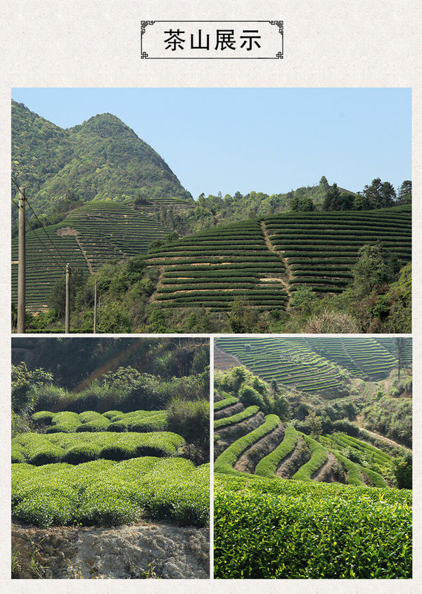 Zhengyan Rougui Medium Roast Northern Fujian Oolong Loose Leaf Wuyi Rock Tea
