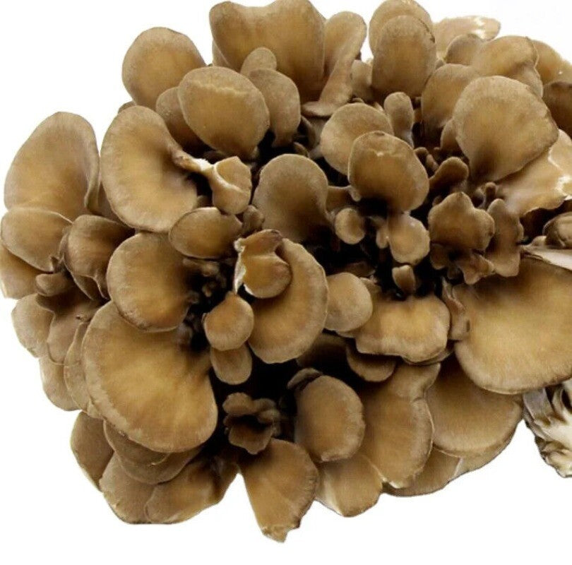 500g Getrockneter Maitake-Pilz – Natürlicher, Lebensmittelgeeigneter Pilz Secondary image