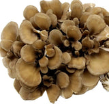 500g Getrockneter Maitake-Pilz – Natürlicher, Lebensmittelgeeigneter Pilz