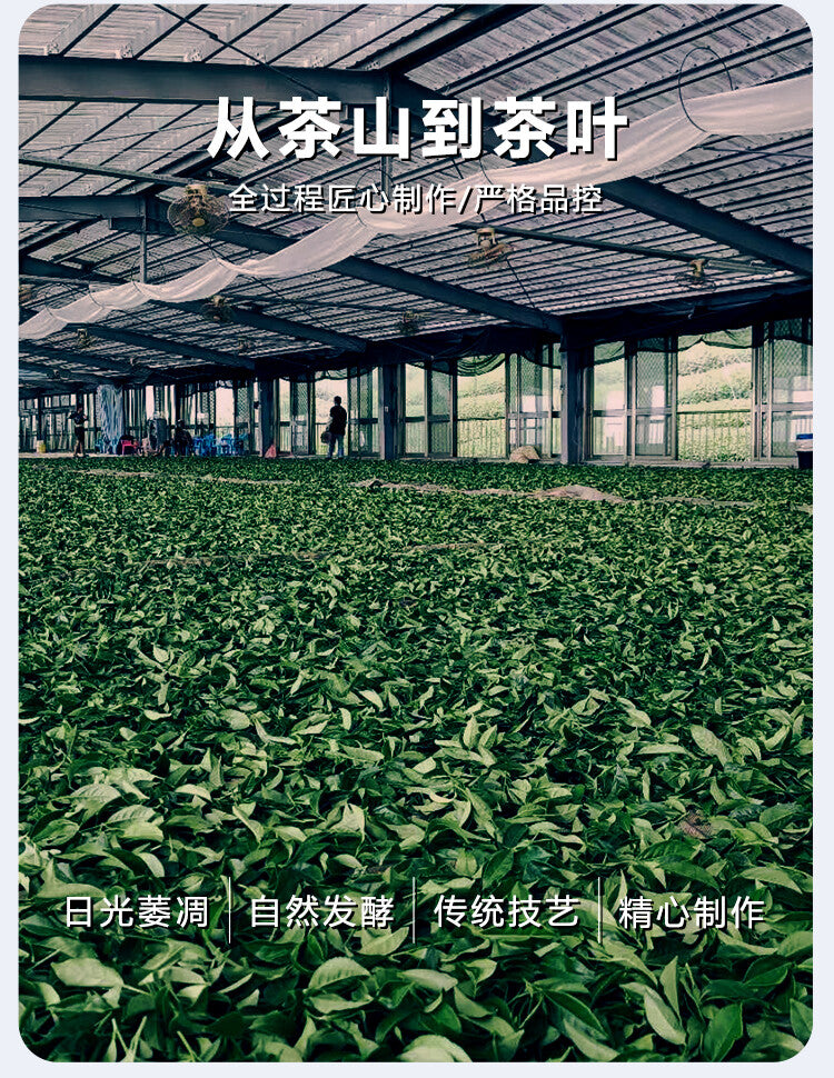 High Mountain Longfengxia Cold Tea Premium Shanlinxi Oolong Tea Taiwan