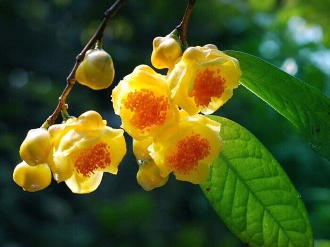 High Quality Dried Golden Camellia Golden Camellia Bloom Tea Flower Tea 500g