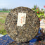 Python Qing Ancient Tree Tea High Quality Pu'er Tea Green Tea Health Care