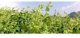 Cooked Tartary Buckwheat Powder Ready-to-eat Puffed Whole Grains Mixed Drink