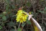 100g Chrysanthemum | Wild Harvest | Wild Chrysanthemum | Ju Hua
