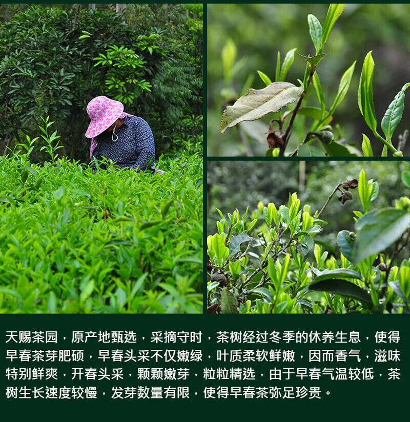 New Green Tea Early Spring Organic Green Tea China Huangshan Maofeng Tea